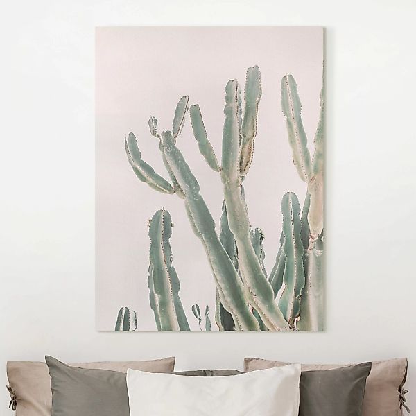 Leinwandbild Kaktus vor Pastellrosa günstig online kaufen
