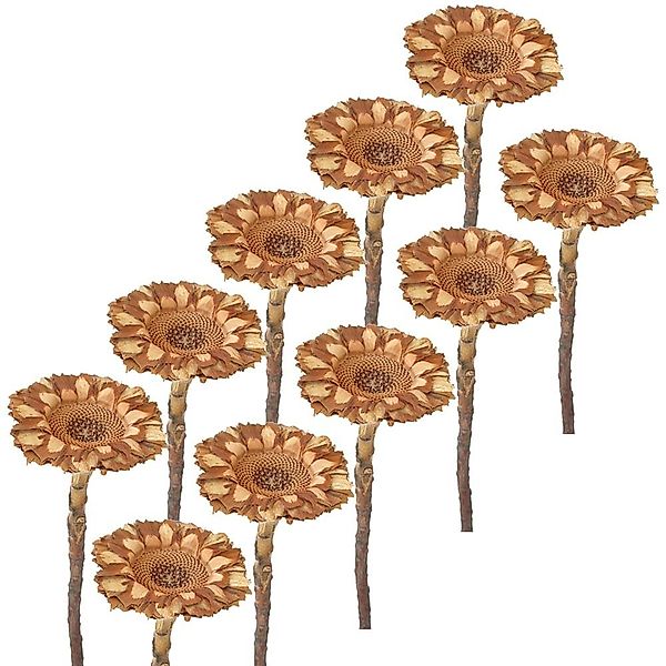 Kunstblume Trockenblumen Protea 10er Set Strauß günstig online kaufen