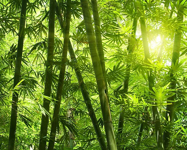 Fototapete "Bambusnatur" 4,00x2,50 m / Glattvlies Perlmutt günstig online kaufen