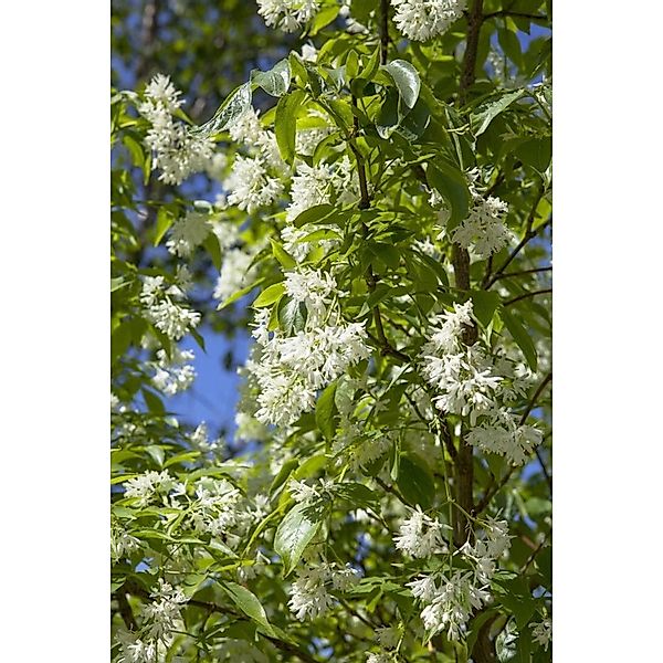 Staphylea Colchica Kolchische Pimpernuss 60–80 cm günstig online kaufen