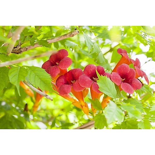 Campsis Radicans Flamenco Trompetenblume Leuchtend Rot 80–100 cm günstig online kaufen