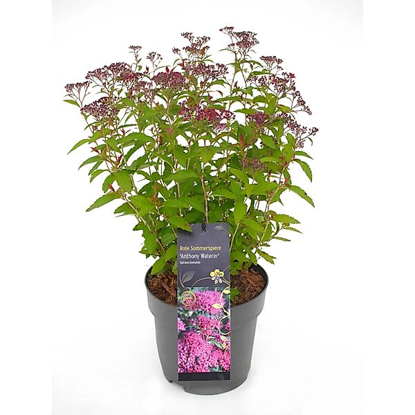 Sommerspiere Anthony Waterer Rot Höhe ca. 20 - 30 cm Topf ca. 2,3 l günstig online kaufen