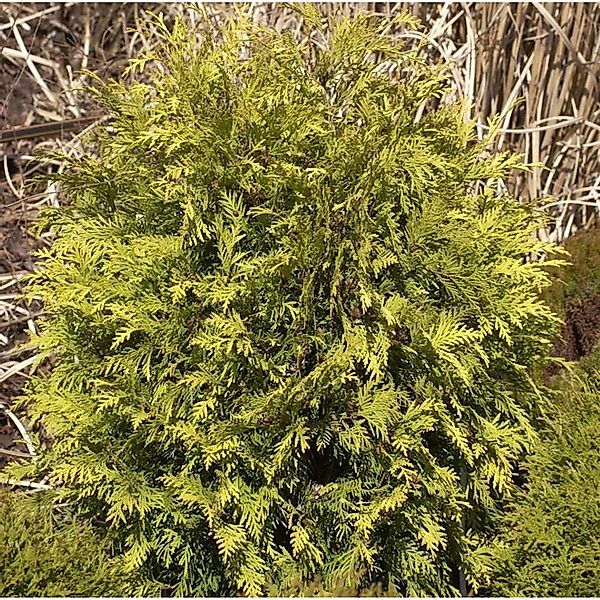 Lebensbaum Sunkist 30-40cm - Thuja occidentalis günstig online kaufen