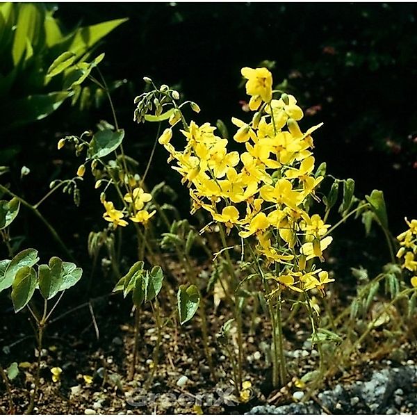 Schwefelgelb Elfenblume Elegans - Epimedium pinnatum günstig online kaufen