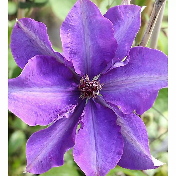 Waldrebe The President 60-80cm - Clematis The President günstig online kaufen