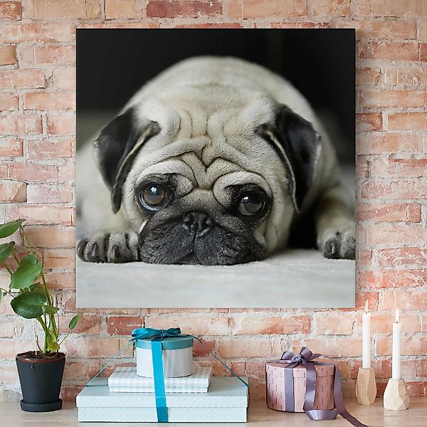 Leinwandbild Tiere - Quadrat Pug Loves You günstig online kaufen