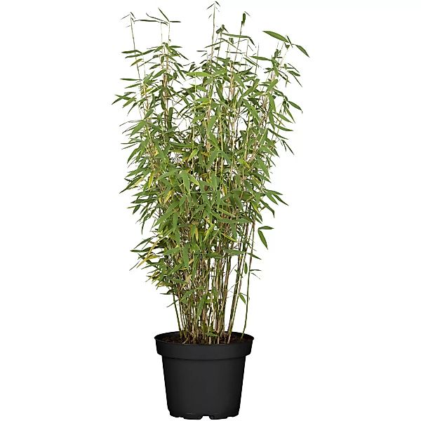 Gartenbambus Jumbo Höhe 60 - 80 cm Topf ca. 7,5 l Fargesia günstig online kaufen