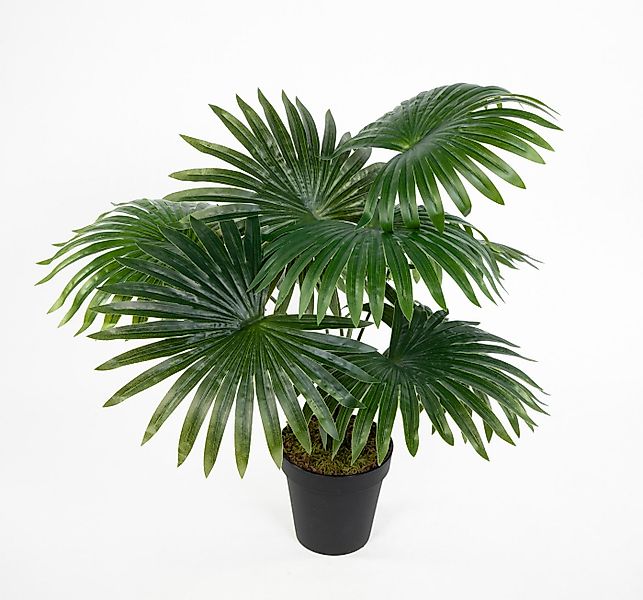 Kunstpflanze Fächerpalme Real Touch 40/50cm im Topf ZJ Kunstpalme künstlich günstig online kaufen