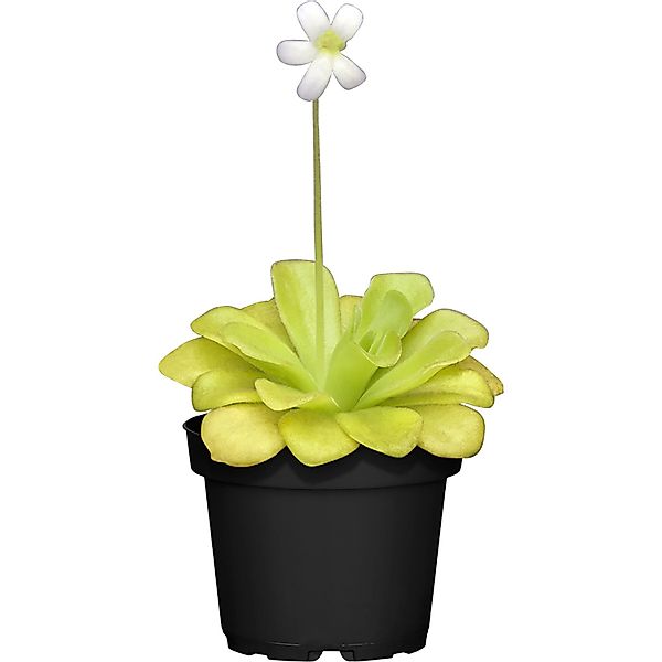 Fettkraut Topf-Ø ca. 9 cm Pinguicula günstig online kaufen