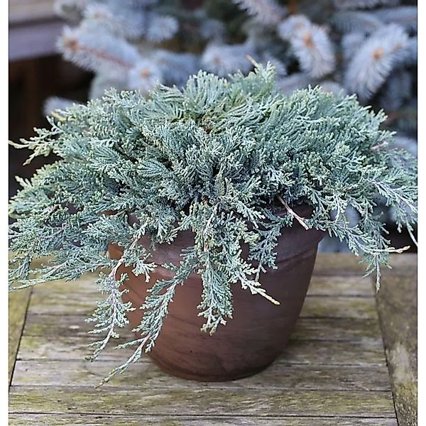 Blauer Kriechwacholder 10-15cm - Juniperus horizontalis günstig online kaufen
