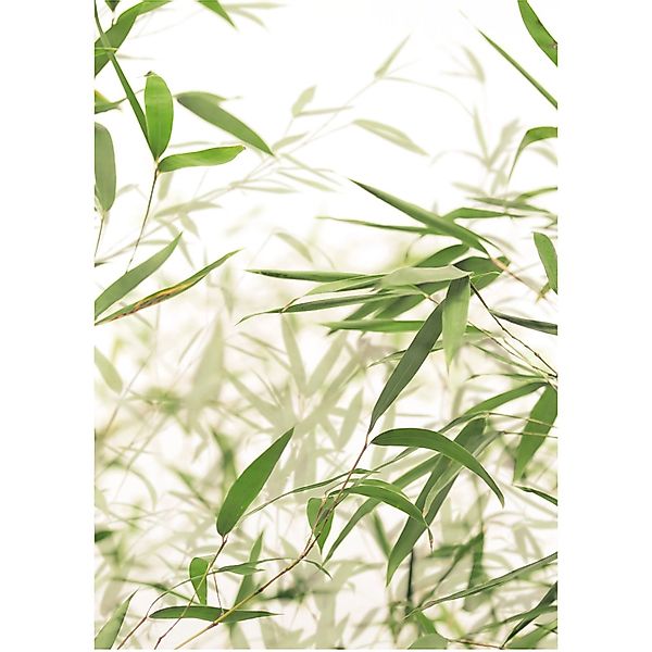 Komar Bild Bamboo Leaves, Blätter, Pflanzen günstig online kaufen