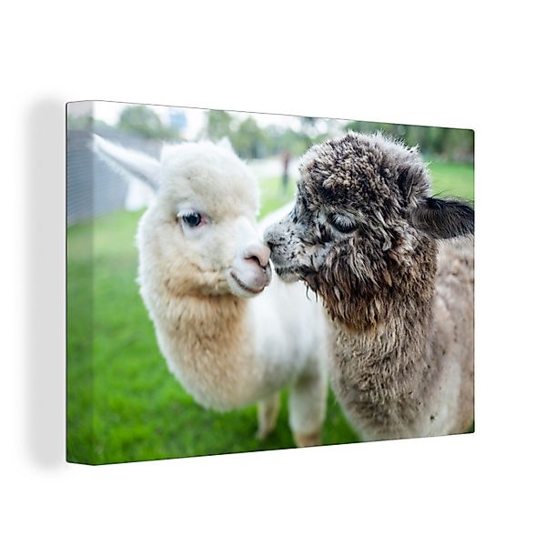 OneMillionCanvasses® Leinwandbild Liebe - Alpaka - günstig online kaufen