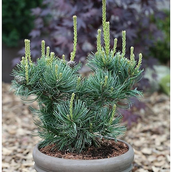 Mädchenkiefer Schoons Bonsai 25-30cm - Pinus parviflora günstig online kaufen