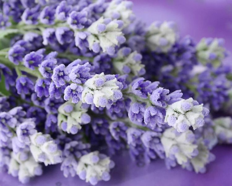 Fototapete "Lavendelstrau" 4,00x2,50 m / Glattvlies Perlmutt günstig online kaufen