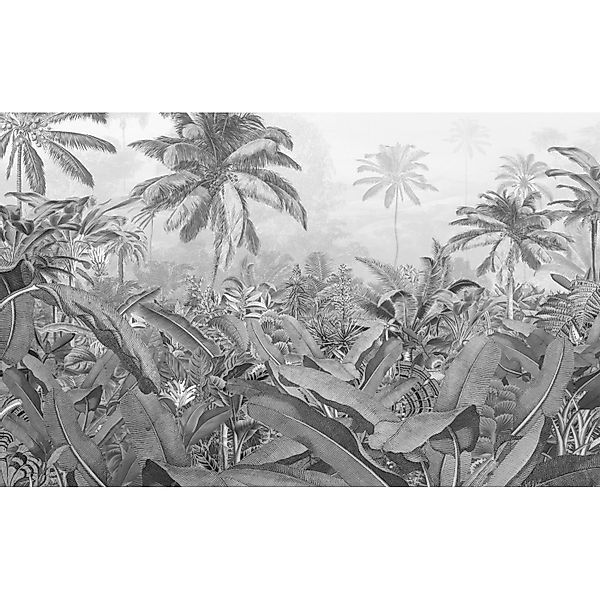 Komar Fototapete Vlies Amazonia Black and White  400 x 250 cm günstig online kaufen