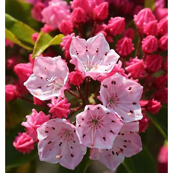 Berglorbeer Ostbo Red 40-50cm - Kalmia,atifolia günstig online kaufen