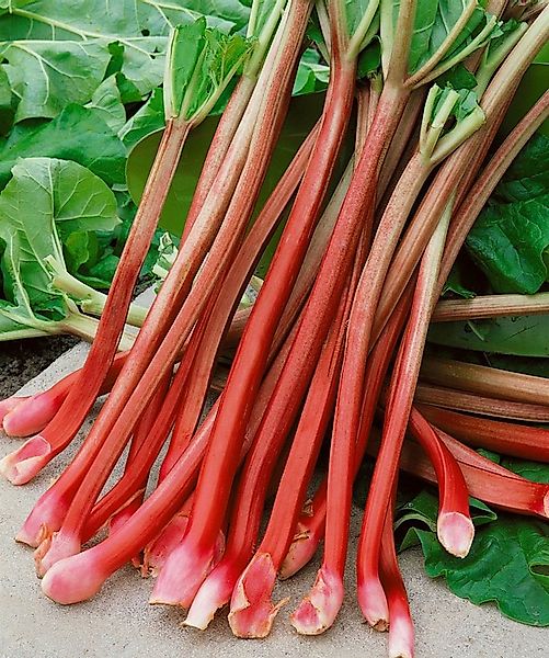 Pflanzen für Dich Obstpflanze Rheum rhabarbarum Victoria, 1 St., Rhabarber, günstig online kaufen