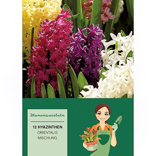 Hyazinthen Mischung Mischung 12 Stück  Hyacinthus Mix günstig online kaufen