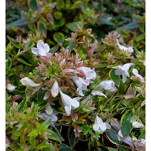 Großblumige Abelie Sunshine Daydream 30-40cm - Abelia grandiflora günstig online kaufen