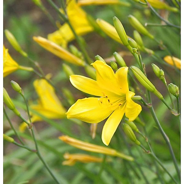 Taglilie Suzy Wong - Hemerocallis günstig online kaufen
