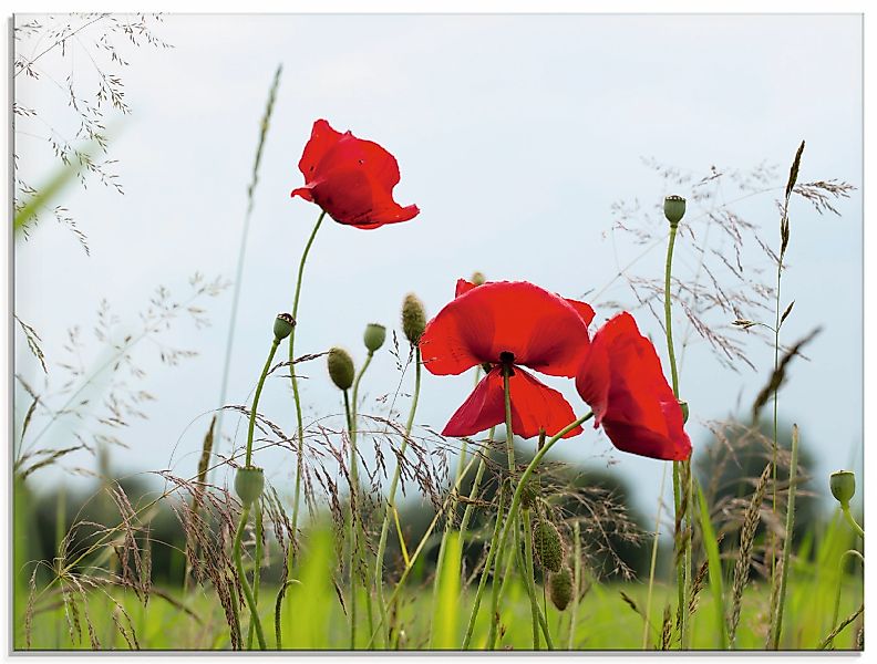 Artland Glasbild »Mohnblumen I«, Blumen, (1 St.), in verschiedenen Größen günstig online kaufen