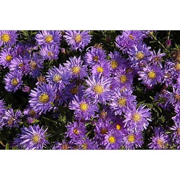 Aster Dumosus Blaue Lagune Kissenaster Ca. 9x9 cm Topf günstig online kaufen