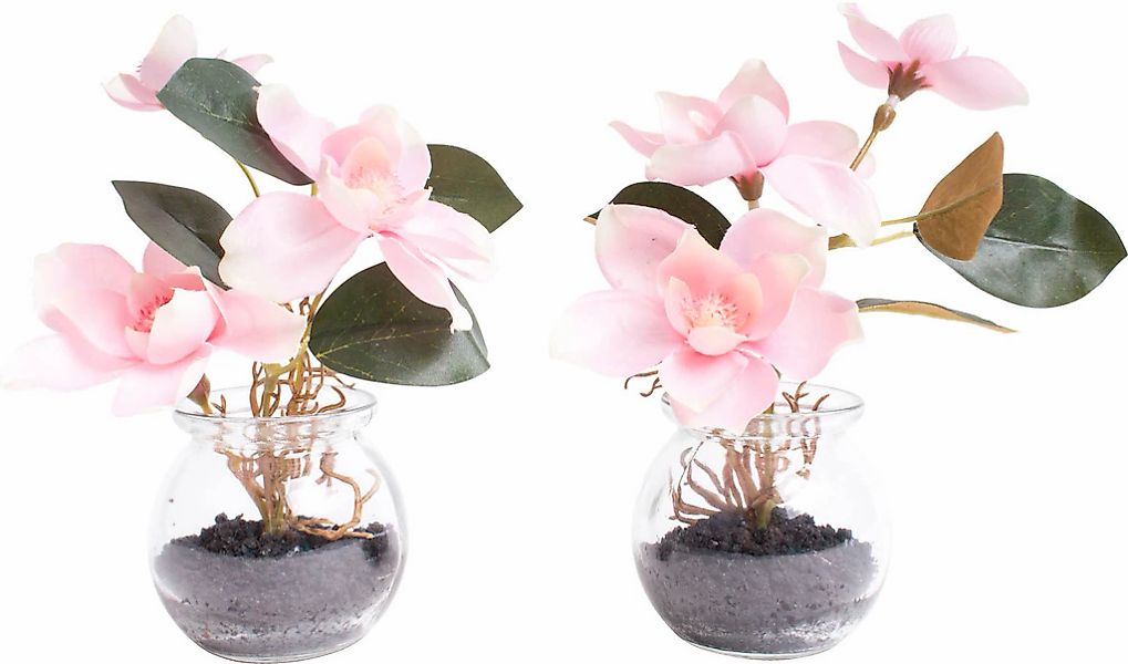 Kunstblume Magnolie im Glas, Botanic-Haus, Höhe günstig online kaufen