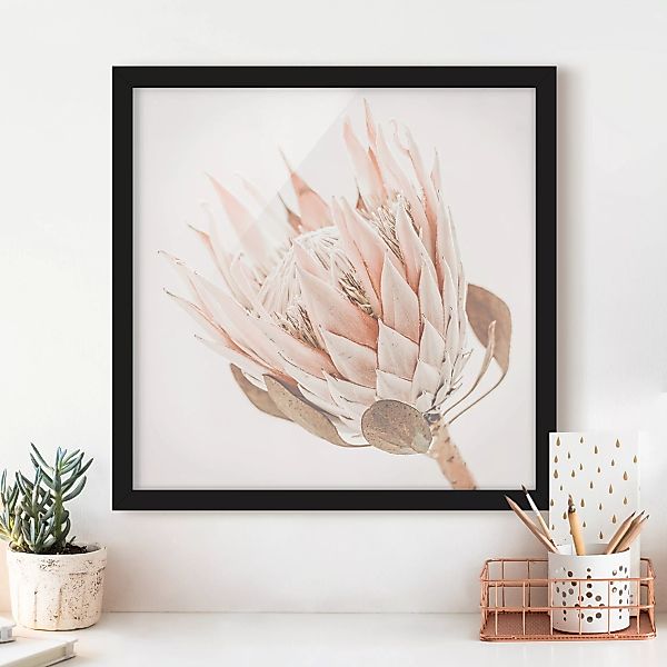 Bild mit Rahmen Protea Königin der Blüten günstig online kaufen