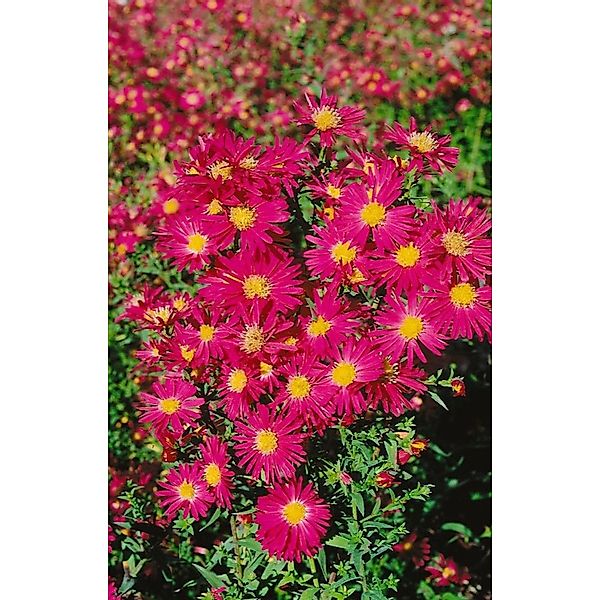 Aster Novi-belgii Crimson Brocade Glattblattaster Ca. 9x9 cm Topf günstig online kaufen
