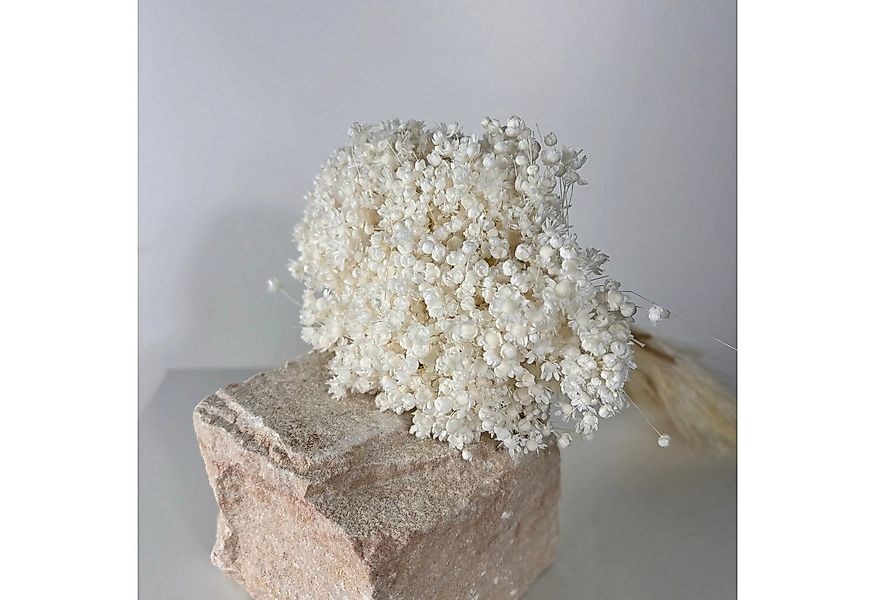 Trockenblume Glixia in Vielfalt: Farbenprächtige Trockenblumen für ein krea günstig online kaufen