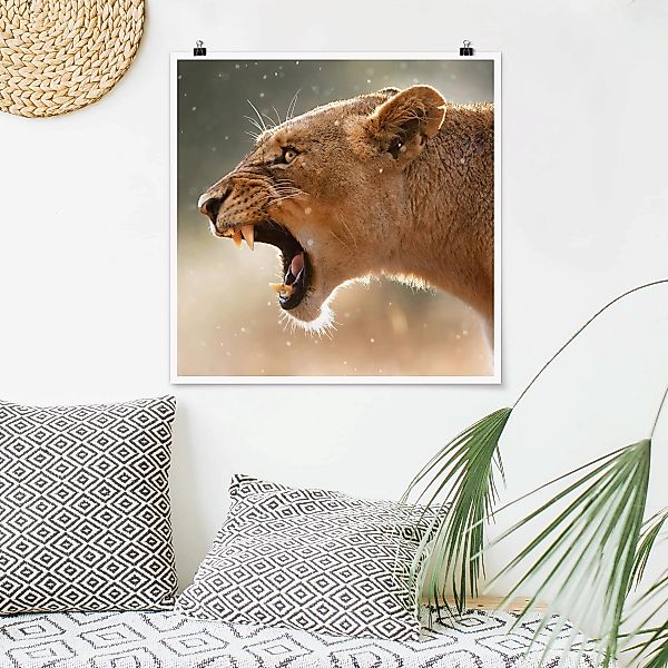Poster Tiere - Quadrat Löwin auf der Jagd günstig online kaufen