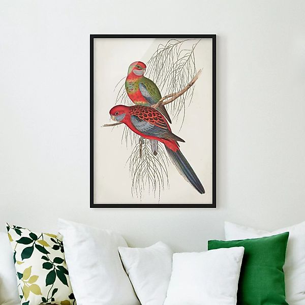 Bild mit Rahmen Tiere - Hochformat Tropische Papageien III günstig online kaufen