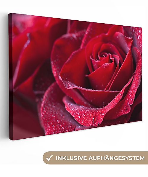OneMillionCanvasses® Leinwandbild Rose - Rot - günstig online kaufen