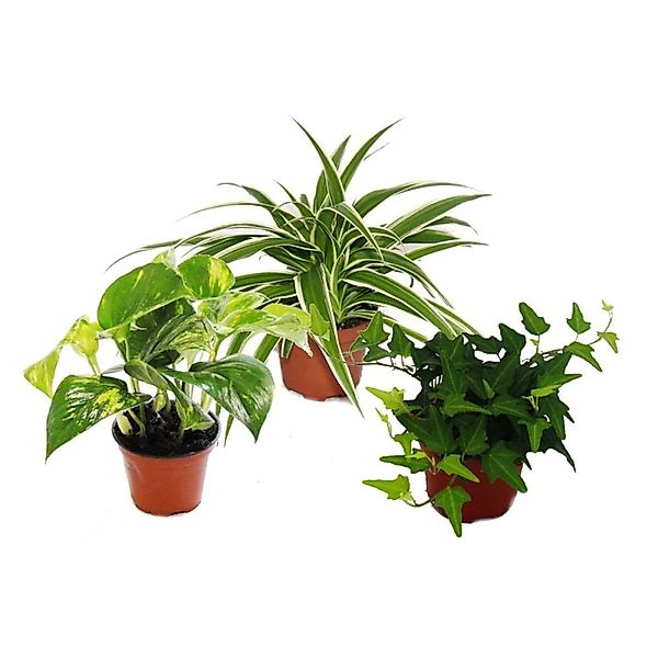 Exotenherz Rankpflanzen Set Fürs Zimmer mit 3 Pflanzen 9cm günstig online kaufen