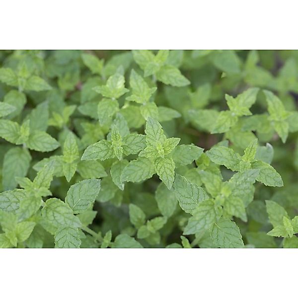 Mentha X Piperita Multimentha Pfefferminze Ca. 9x9 cm Topf günstig online kaufen