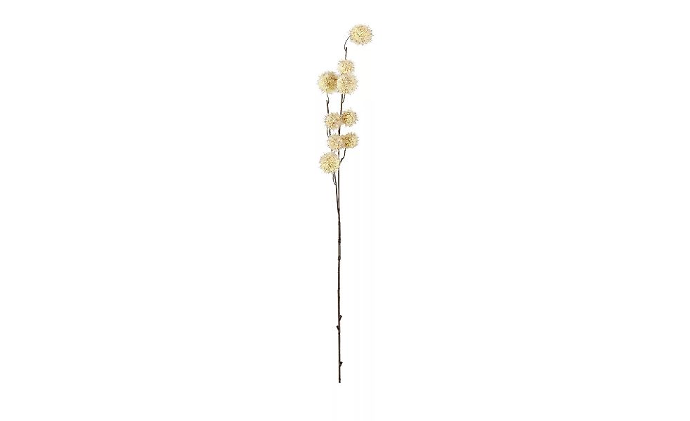 Gomphocarpus-Fruchtzweig - creme - Metall, Kunststoff - 60 cm - Dekoration günstig online kaufen