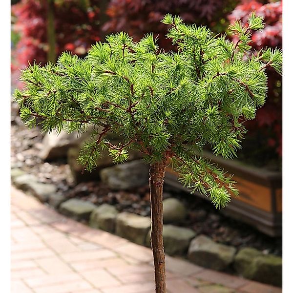 Hochstamm Europäische Lärche Bogle 60-80cm - Larix decidua günstig online kaufen