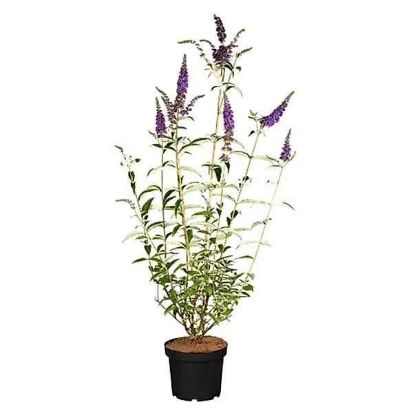 Buddleja Davidii Schmetterlingsstrauch Empire Blue 40-60 cm günstig online kaufen