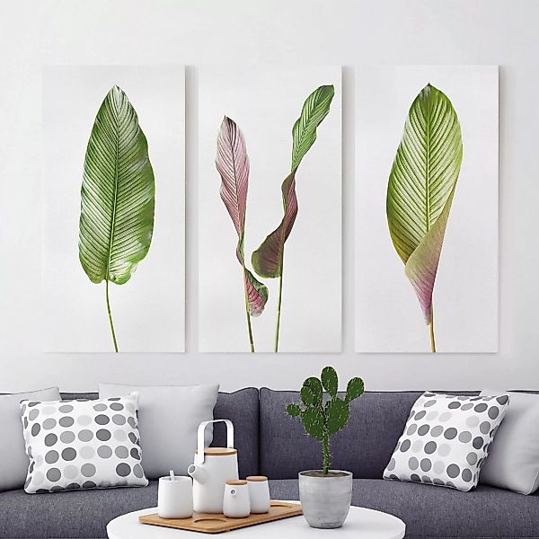 3-teiliges Leinwandbild Botanik - Hochformat Große Blätter Calathea-ornata günstig online kaufen