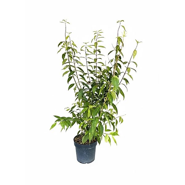 Baumfink Forsythie Lynwood Gold als Topfpflanze 40-60cm günstig online kaufen