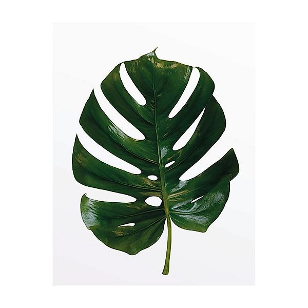 Komar Poster Monstera Leaf Pflanzen B/L: ca. 40x50 cm günstig online kaufen