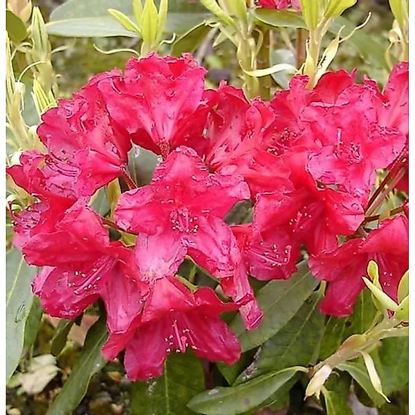 Großblumige Rhododendron Lagerfeuer 50-60cm - Alpenrose günstig online kaufen