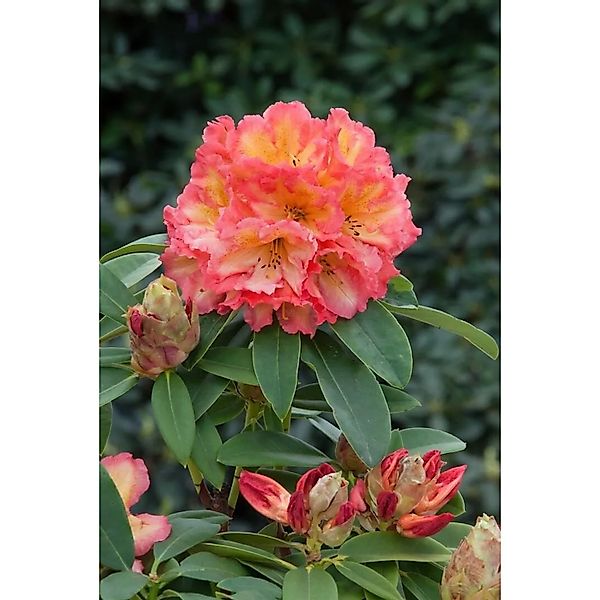 Rhododendron Hybr. Sun Fire Leuchtend Gelb-Orange 40–50 cm günstig online kaufen