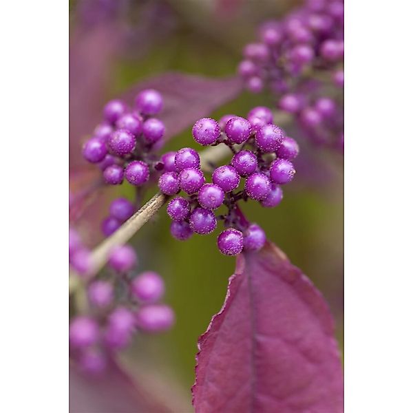 Callicarpa Bodinieri Giraldii Schönfrucht Lila Beeren 30–40 cm günstig online kaufen