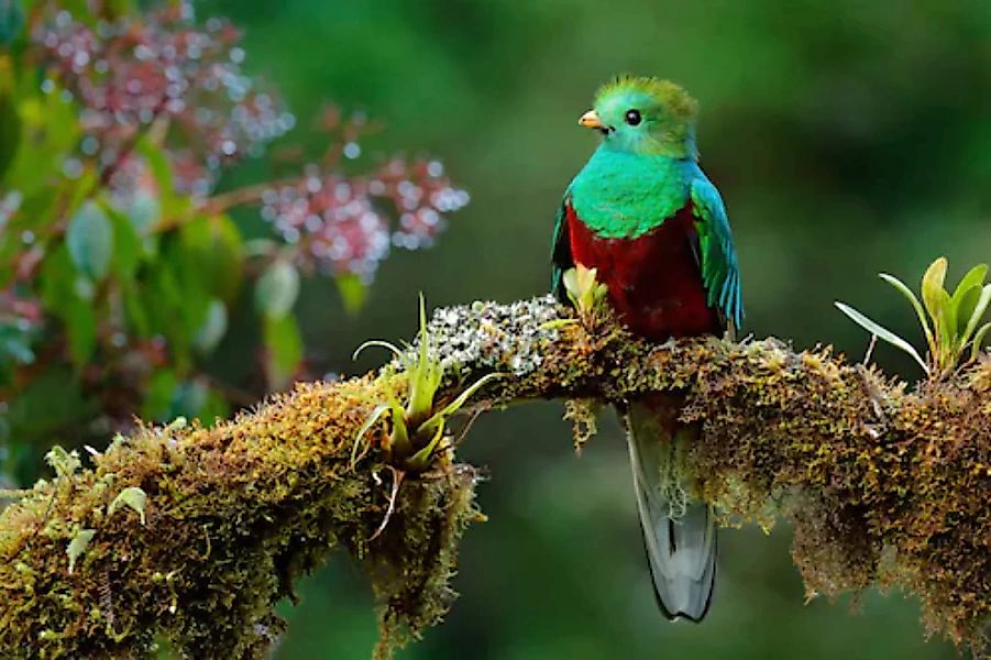 Papermoon Fototapete »Vogel auf Ast« günstig online kaufen
