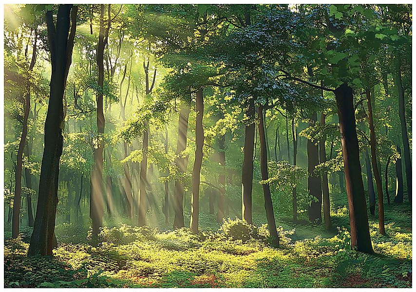 Wallarena Fototapete Wald Natur Landschaft Vlies günstig online kaufen