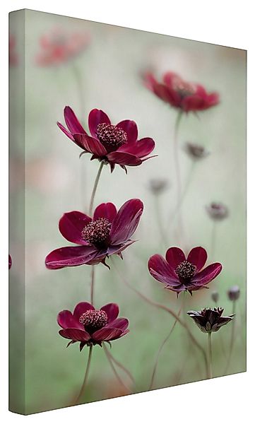 Bilderdepot24 Leinwandbild Blumen Modern Pinke Kosmeen günstig online kaufen