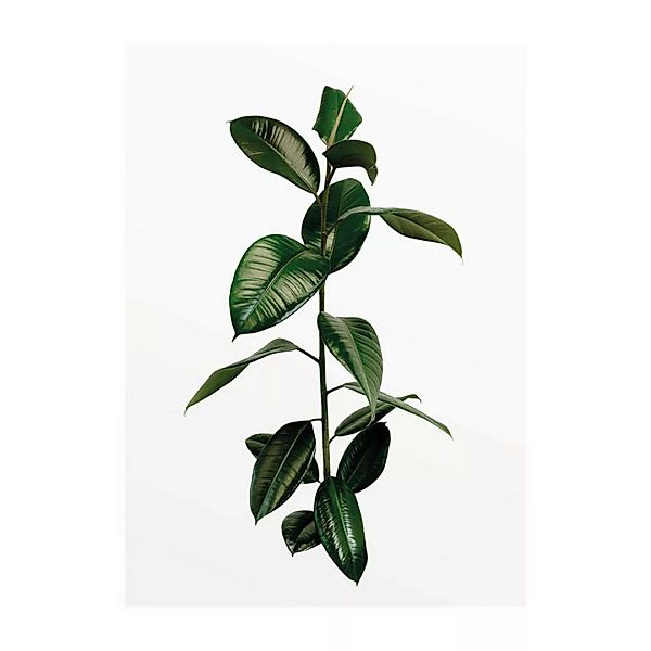 Komar Wandbild Ficus Branch Pflanzen B/L: ca. 30x40 cm günstig online kaufen