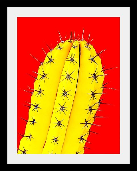queence Bild "Kaktus", Kunst-Pflanzen-Foto-Pflanzenbilder, HD Premium Poste günstig online kaufen