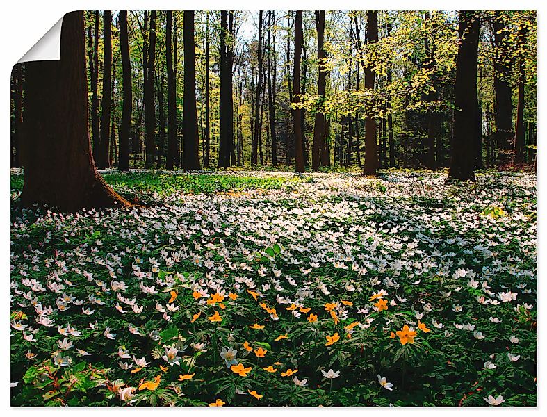 Artland Wandbild "Frühlingswald bedeckt mit Windröschen" Wald 1 Stk. tlg. a günstig online kaufen